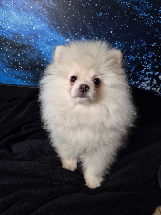 Pomeranian Seila – urocza suczka gotowa do zmiany domu