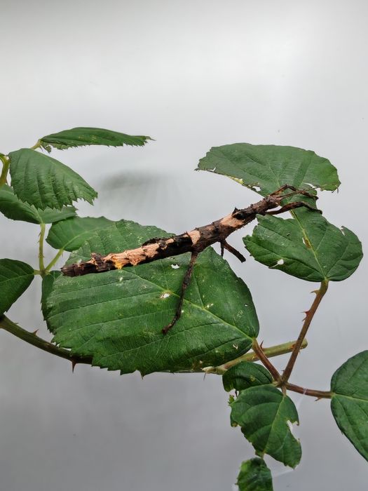 Jeżyna pokarm dla patyczaków