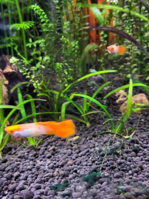 10 guppys nariz vermelho juvenis