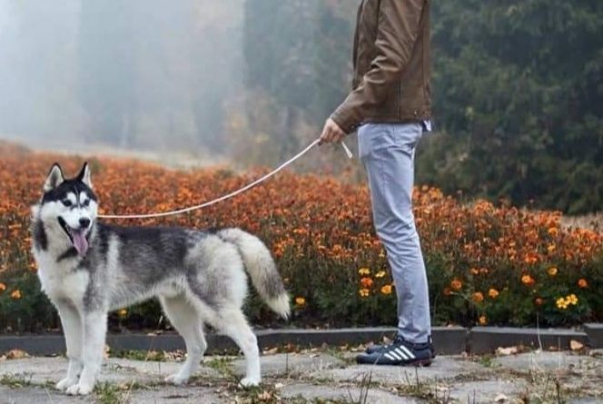 Хаскі кобель  , в'язка