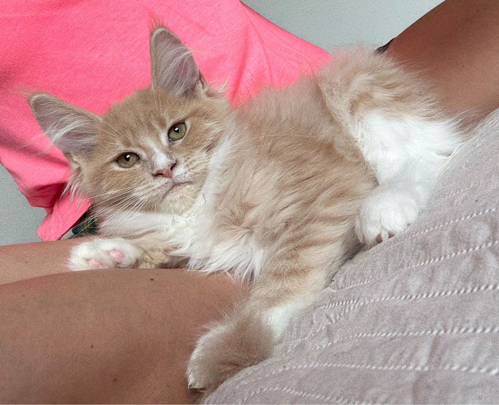 Cudna kremowo biała koteczka Maine Coon