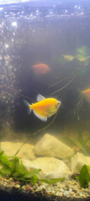 Tetra dorosła 10zl sztuka