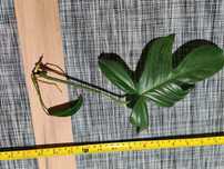 Philodendron Florida Green mniejsza
