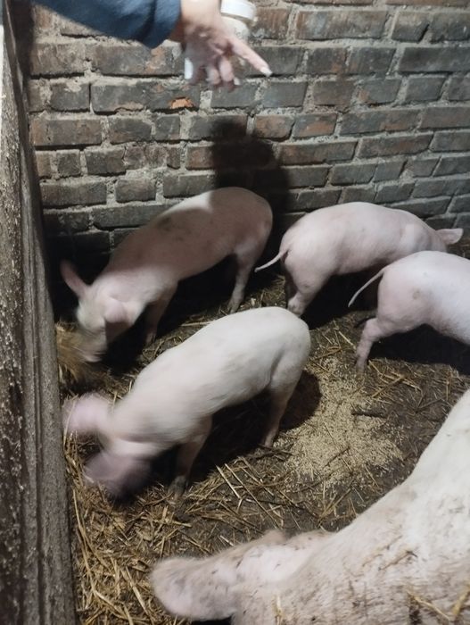 Продам поросят породи f1