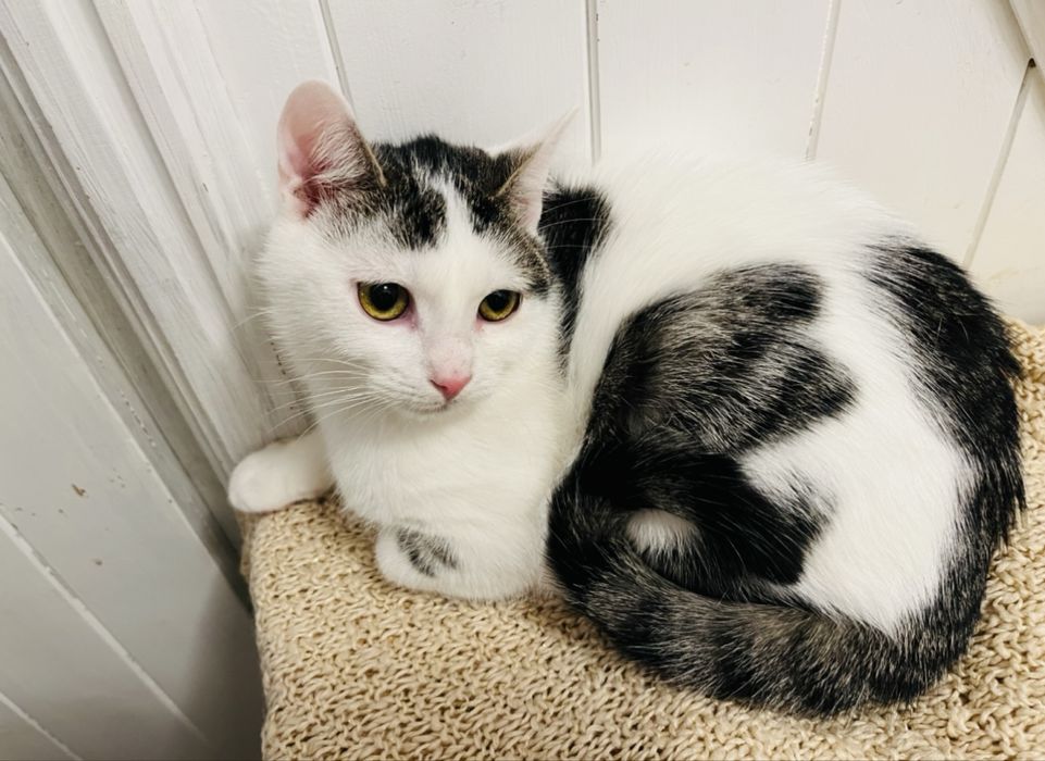 Kocurek Stefanek szuka domu