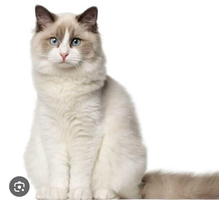 Adoção responsável Gato especial