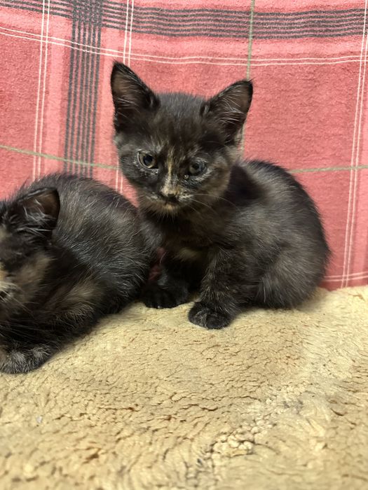 Котики від британця