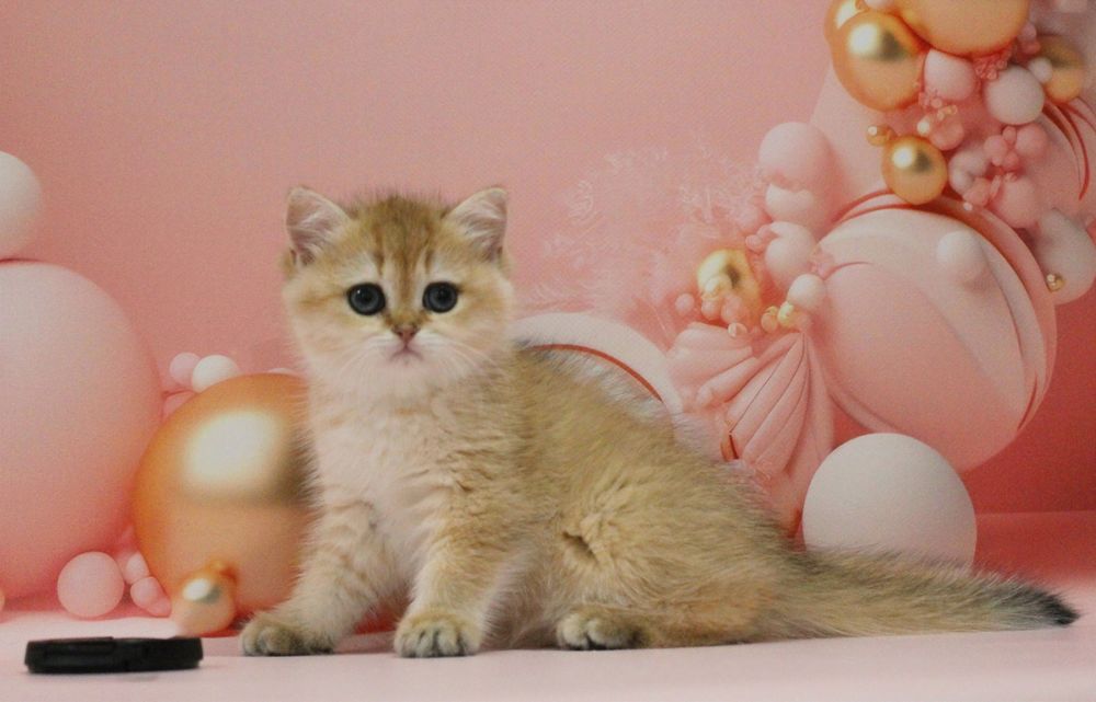 Дівчуля- красотуля для вас