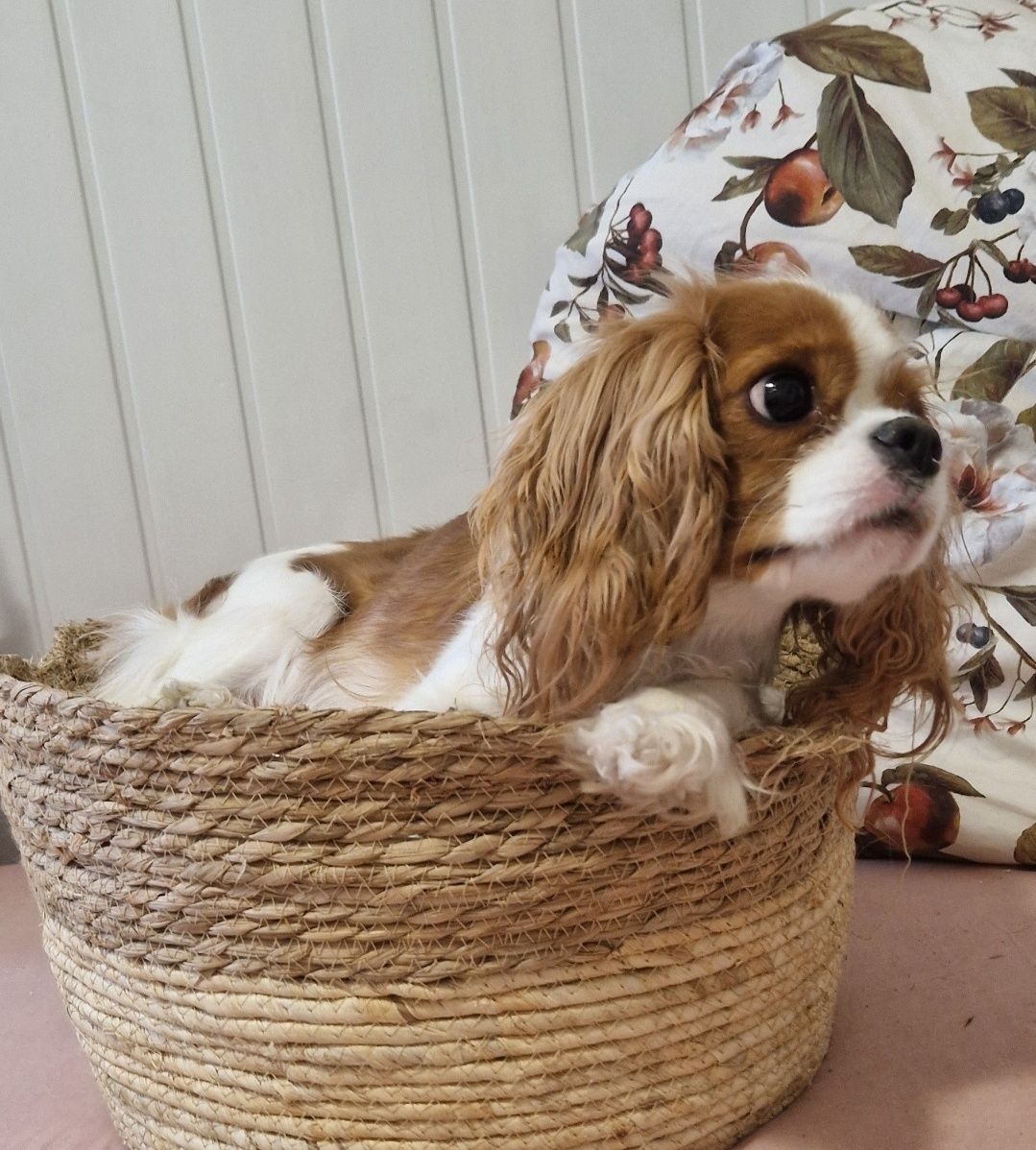 Cavalier King Charles Spaniel Ruby rubinowy rudy samiec