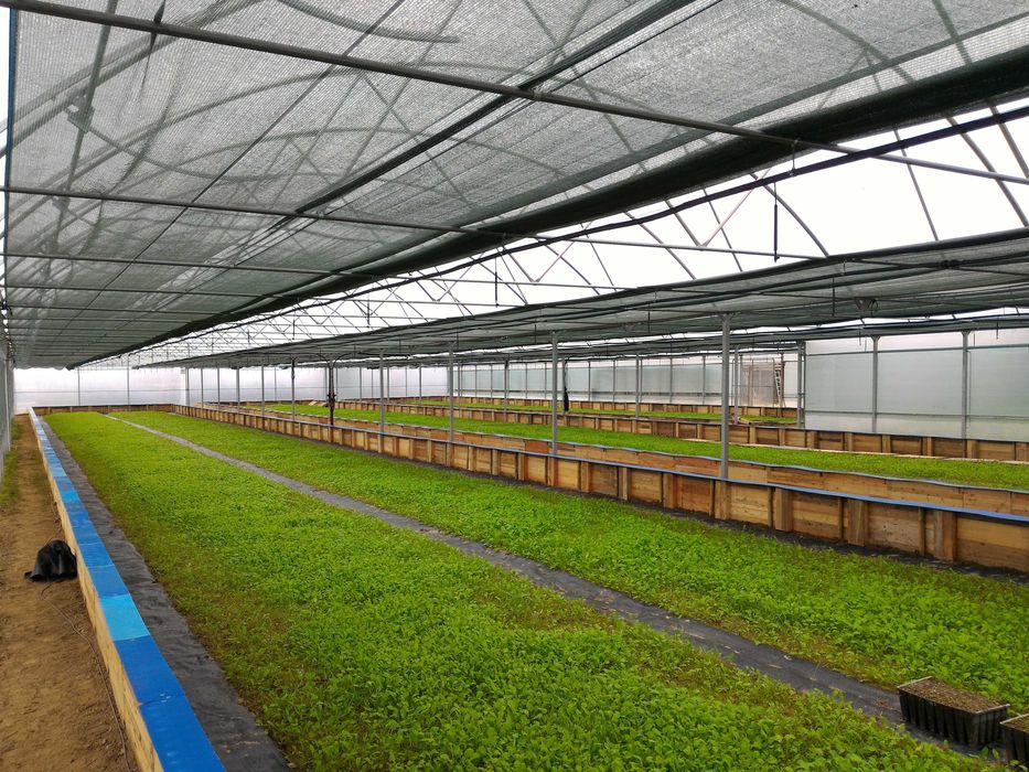 Estufa Agrícola 1675m2