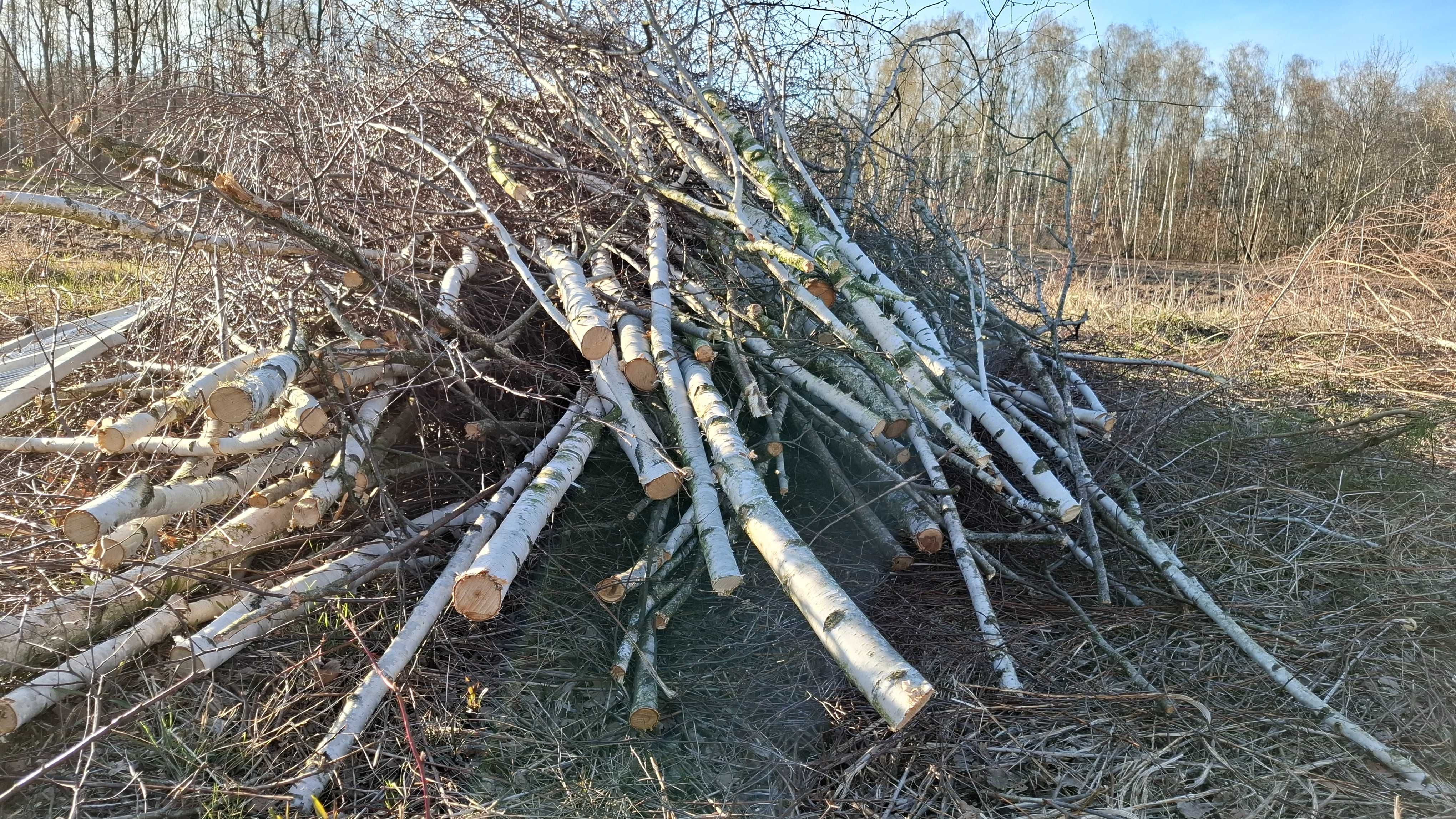 Gałęzie brzozowe, gałeziówka tani opał