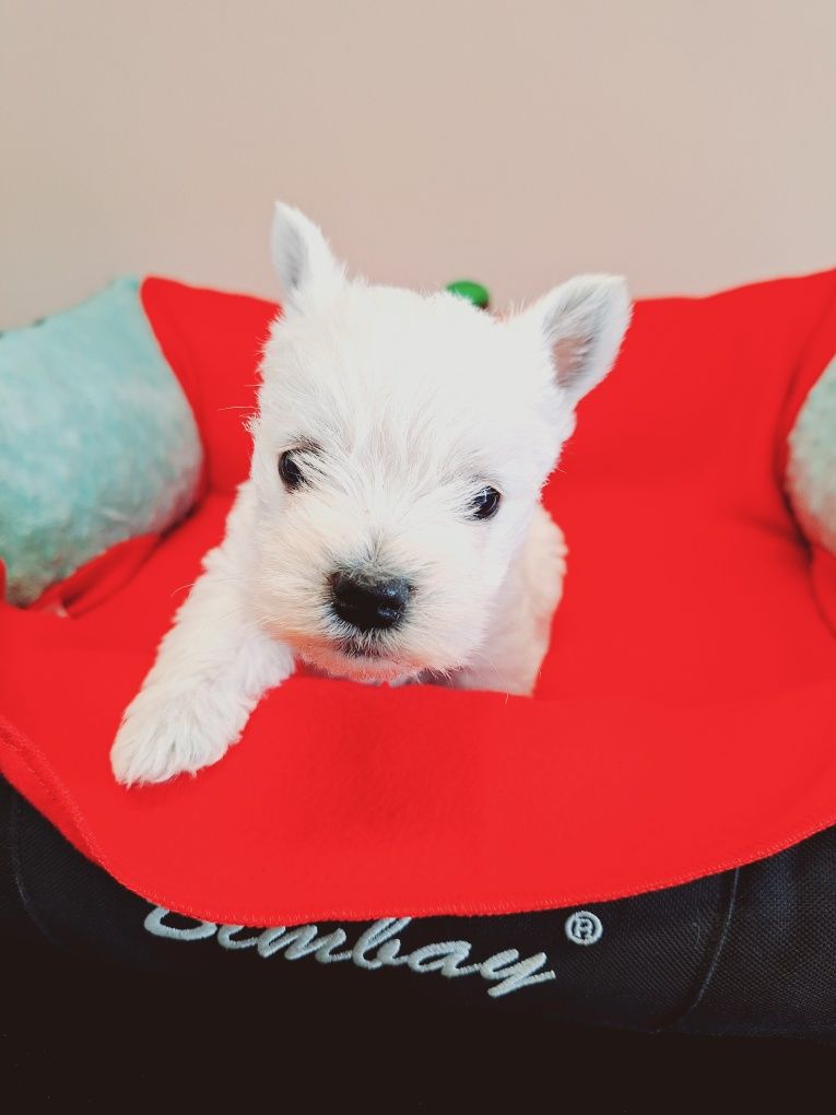 West Highland White Terrier piesek