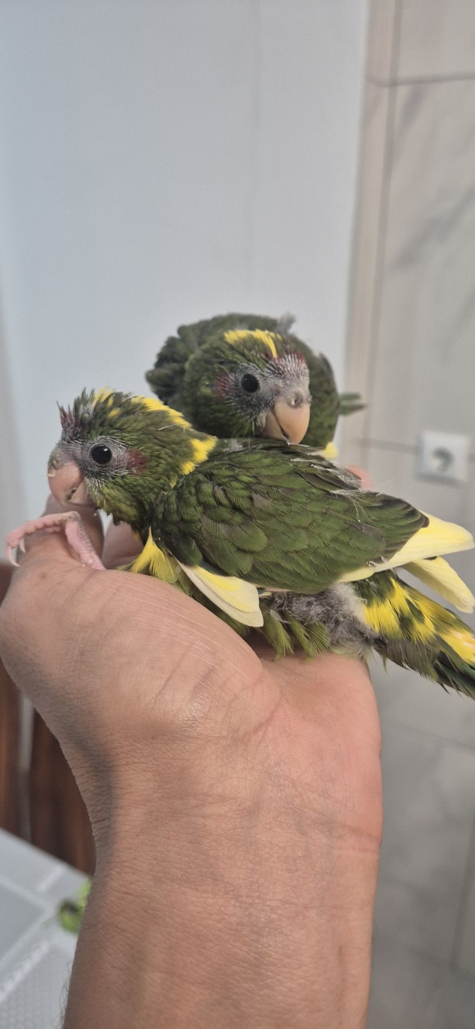 Kakarikis domesticados