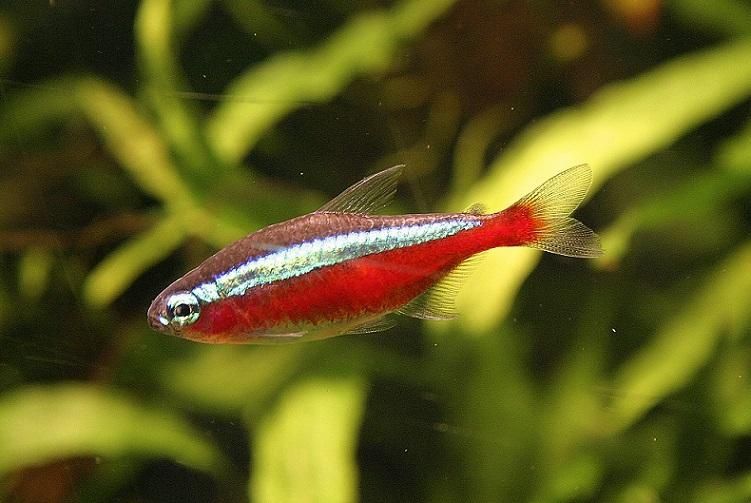 Neon czerwony ryba
