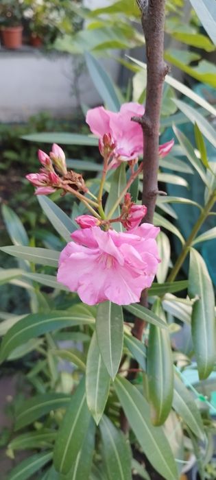 Олеандр розовый взрослый