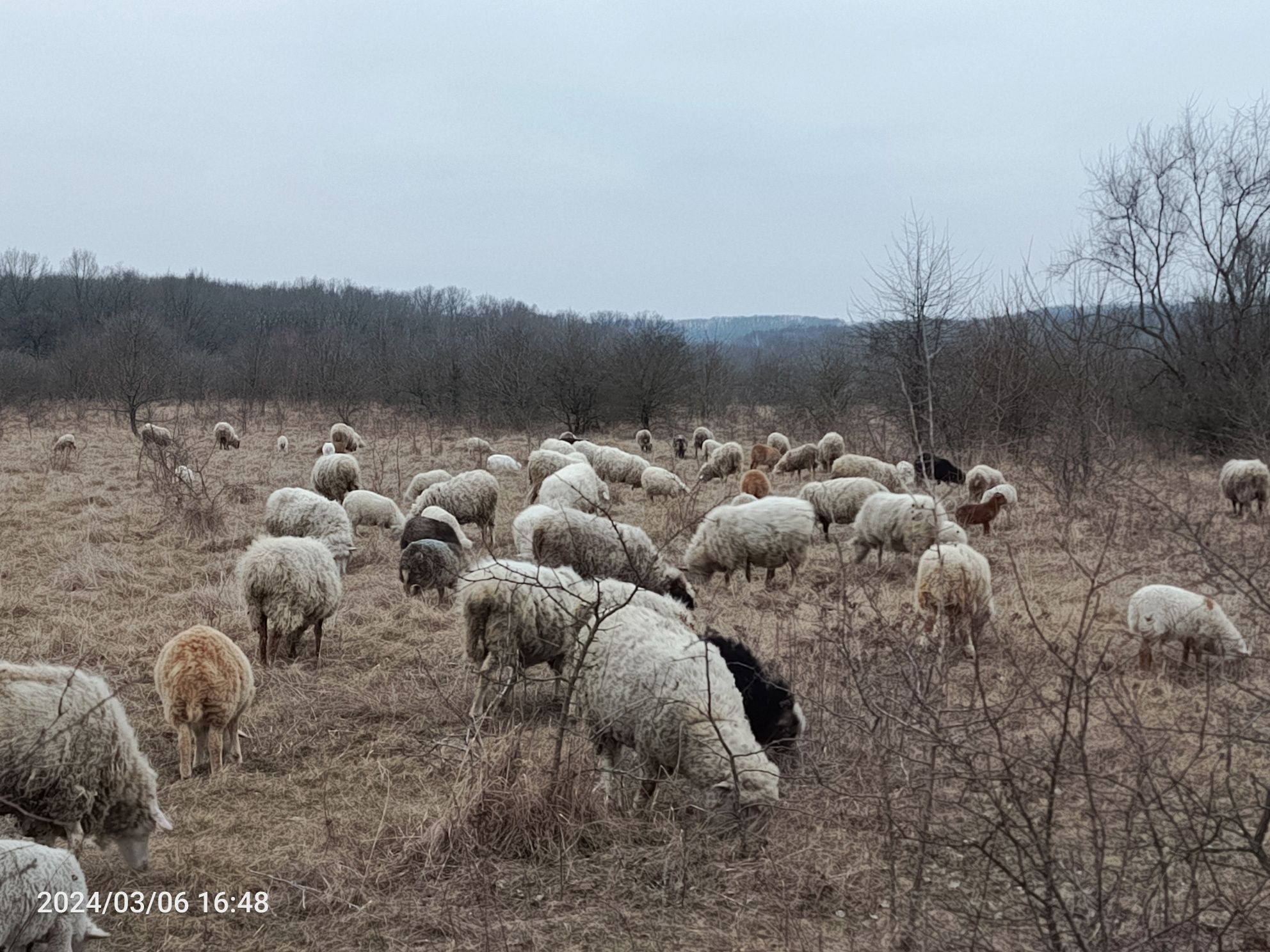 Продам баранів, овець.