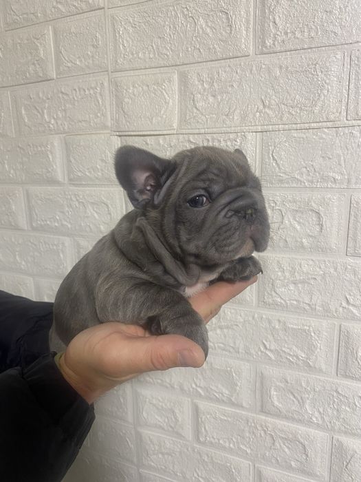 Французький бульдог міні Біг Роб