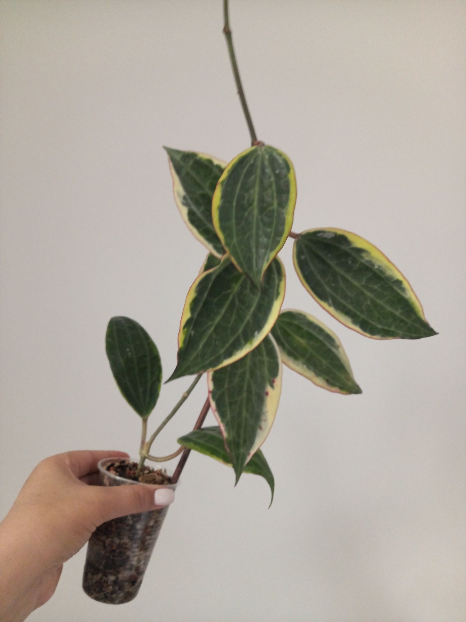 Hoya Macrophylla Albomarginata