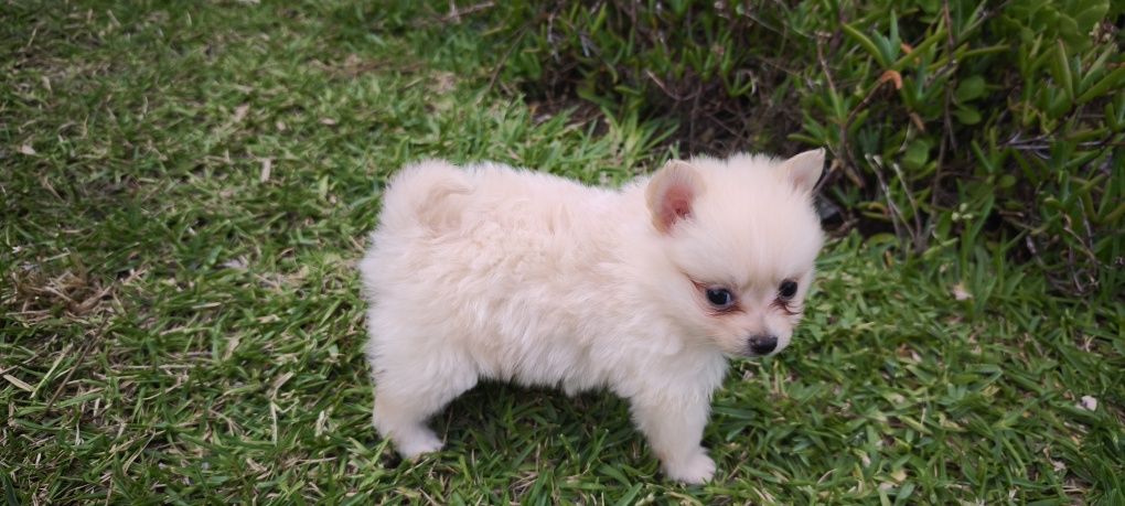 Spitz alemão anão Lulu da Pomerânia criado em ambiente familiar