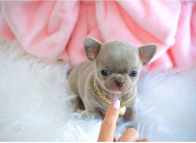 Cudne Mini XXS Liliowe Chihuahua Wyjątkowa Uroda Odbiór na Święta