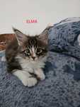 Piękna kotka - Maine Coon