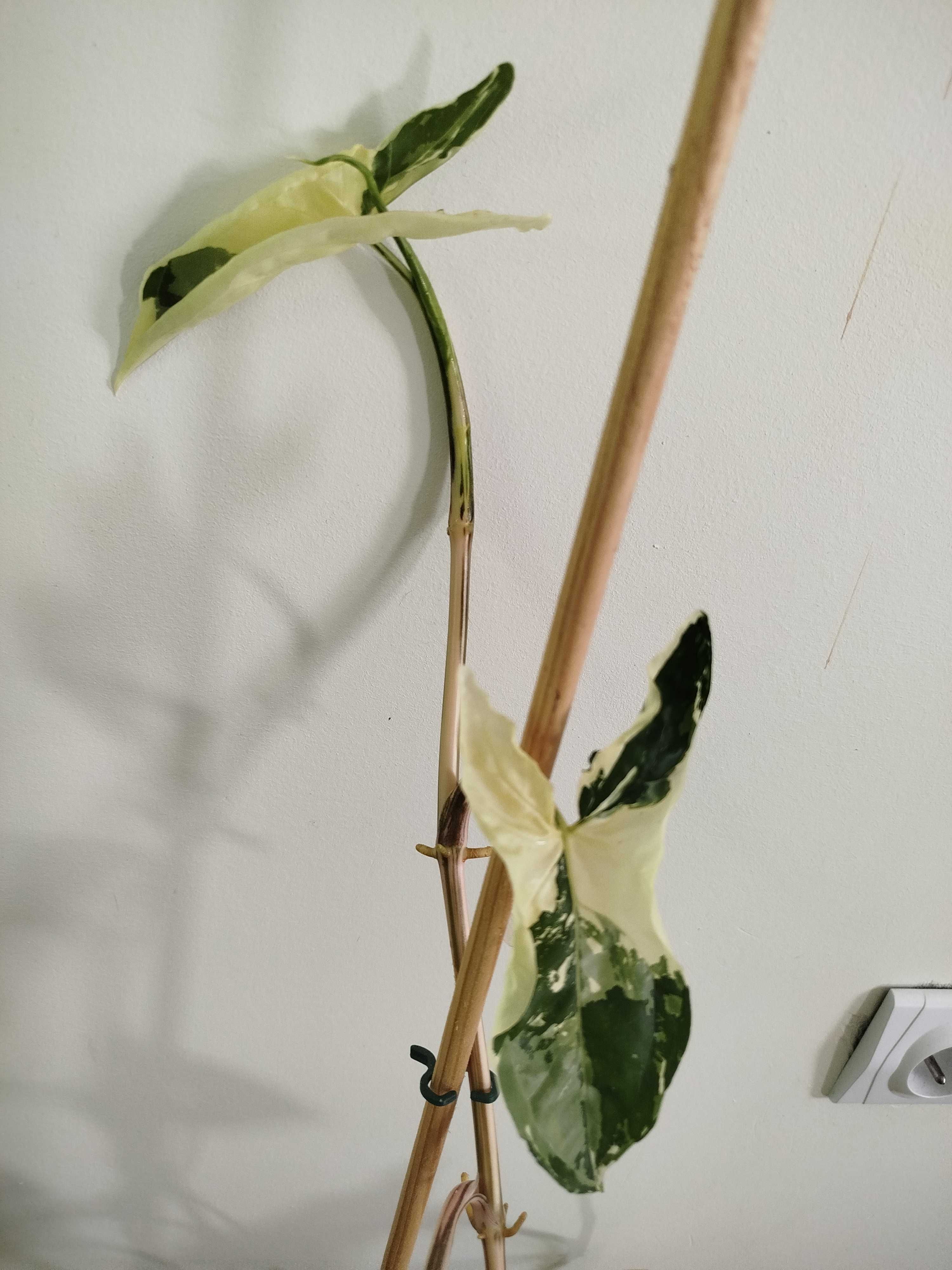 Zroślicha mojito i albo variegata