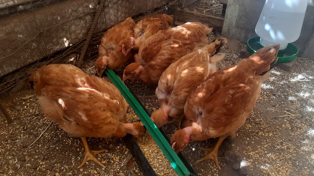 Lote de pintos criados em casa