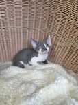 Śliczna kotka Devon rex
