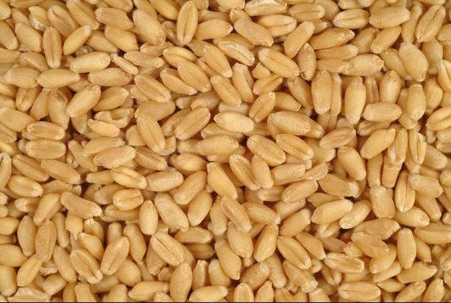 Продам зерно пшениці  і вівса