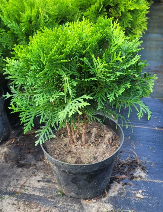 Tuja DANICA !!! Rośliny ze szkółki! PROMOCJA!!!