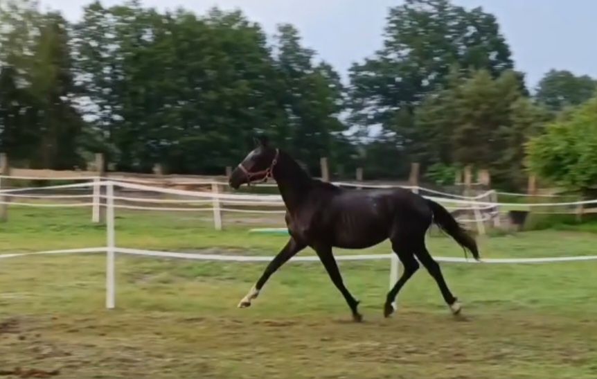 Do negocjacji Prada klacz skokowa po Sandor