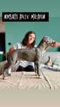 Chart angielski Whippet FCI