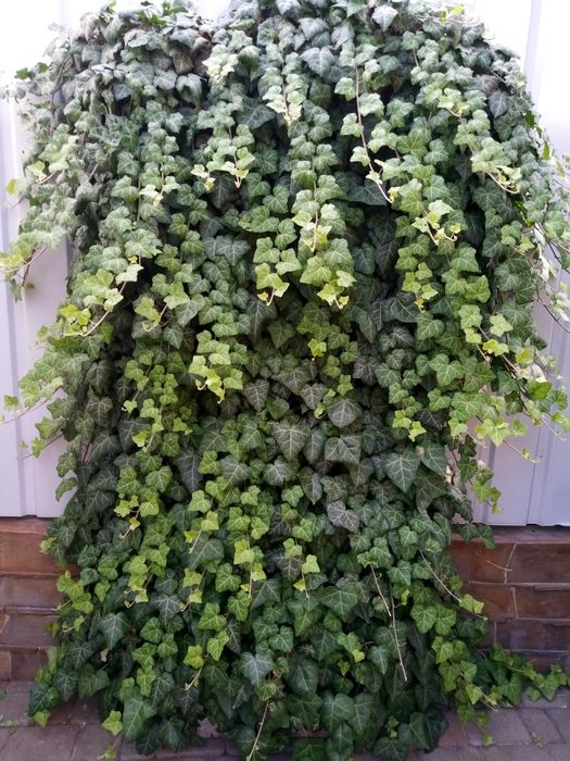 Гілки  плюща  КРАСИВІ по 1-2м