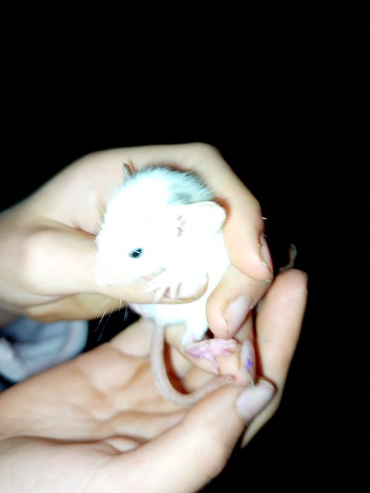 Продам крис є хлопчики і дівчатка,