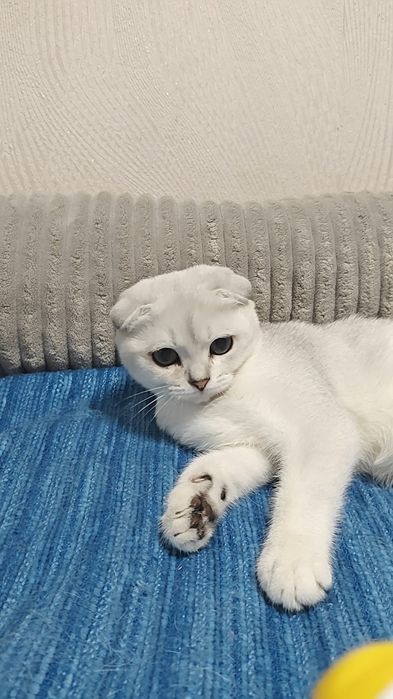 Чистокровний вислоухий хлопчик