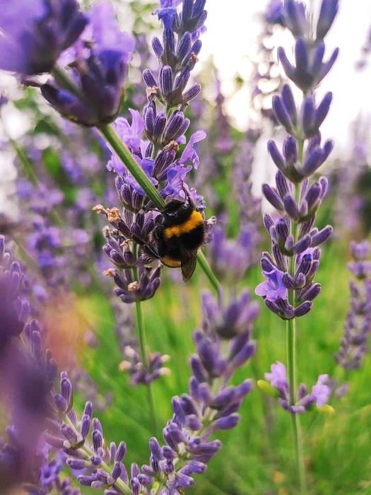 lawenda suszona woreczek - 3 szt zapach do szafy, samochodu