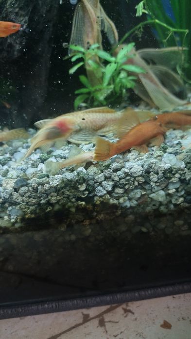 Sprzedam kilka sztuk zbrojników