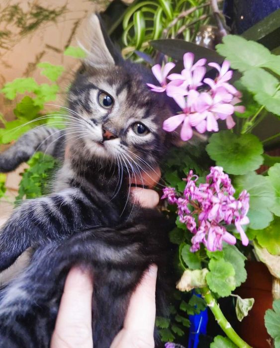 Котята-тигрята, 2 мес.