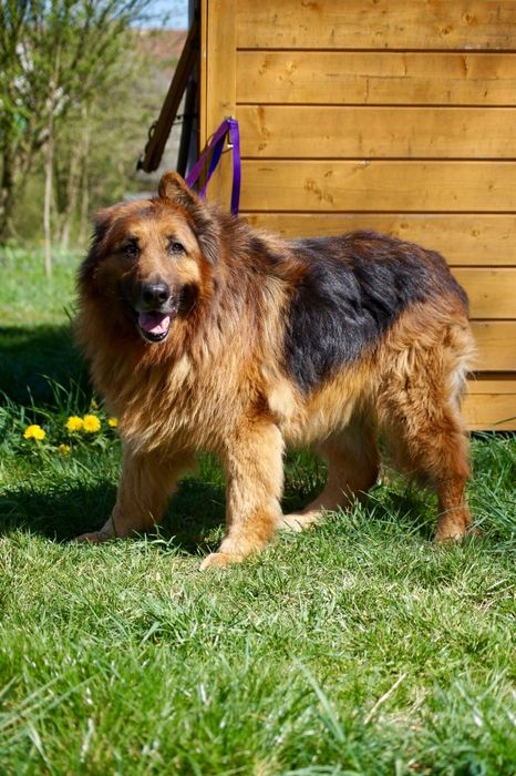 Hades- duży i łagodny owczarek niemiecki szuka domu