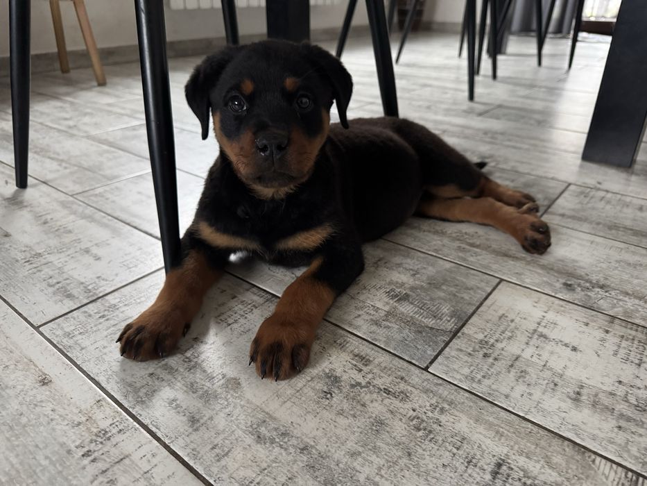 Rottweiler suczka