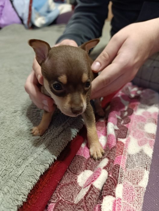 Продам мальчика Той-терьер