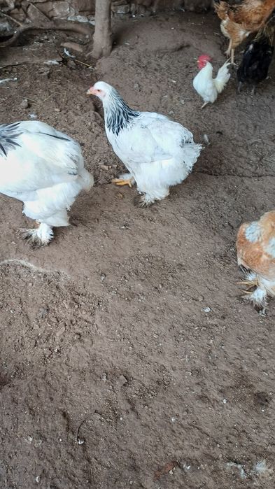 Galinhas brahmas perus e outrad