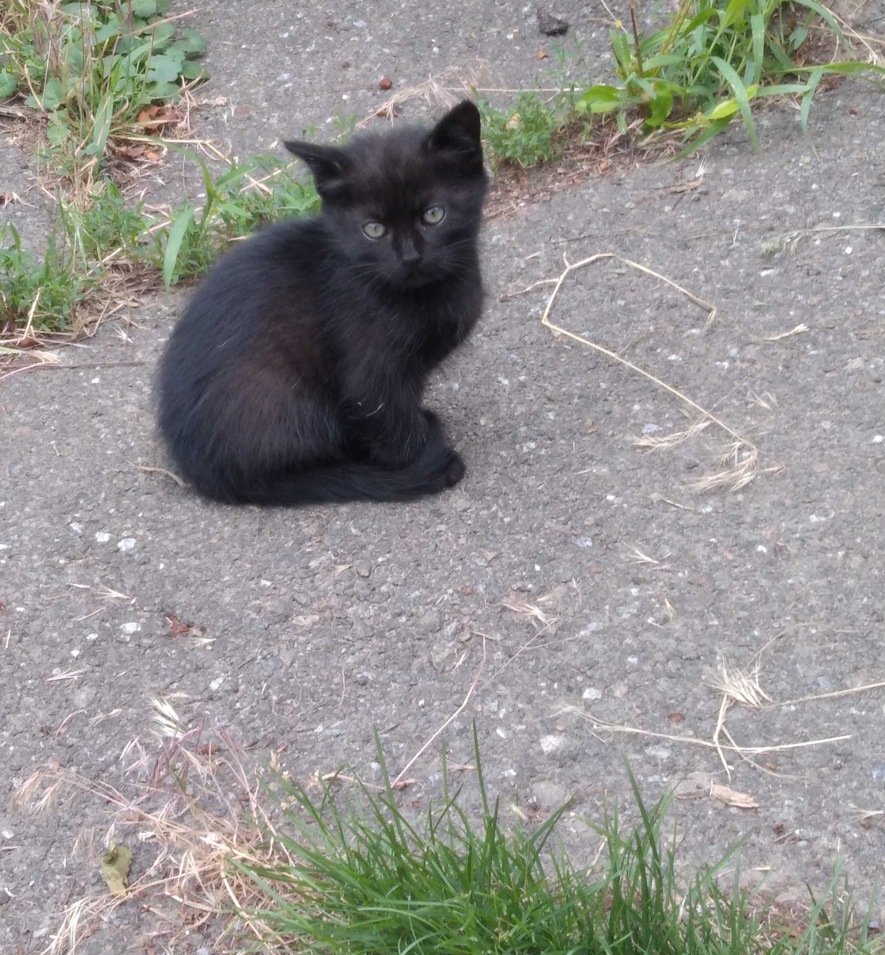 Котики в добрі руки