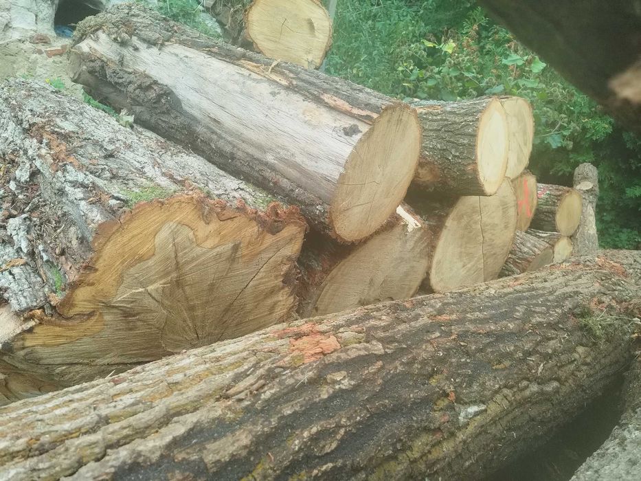 Drewno opałowe Dąb brzoza buk