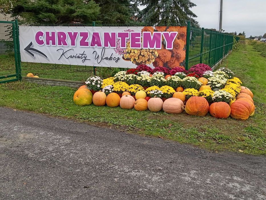 Chryzantemy drobnokwiatowe