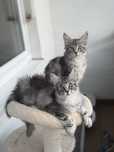 Maine Coon Polidactyl duże kocury Ares i Adonis TICA