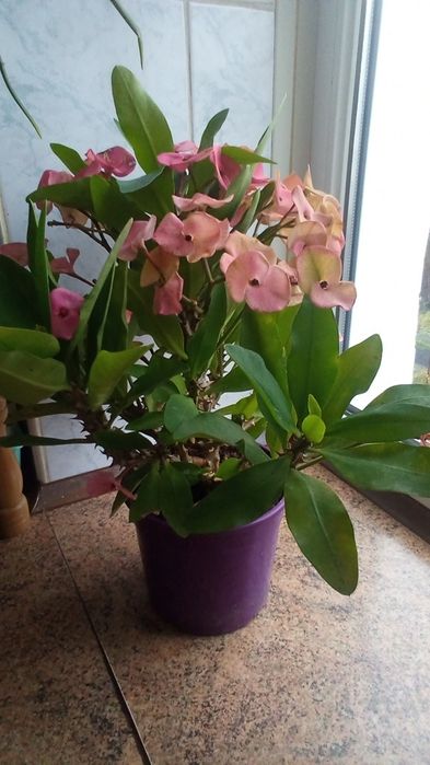 Молочай Миля крупноцветковый