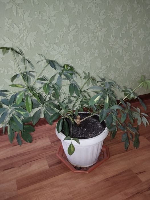 Шифлера, кімнатна рослина