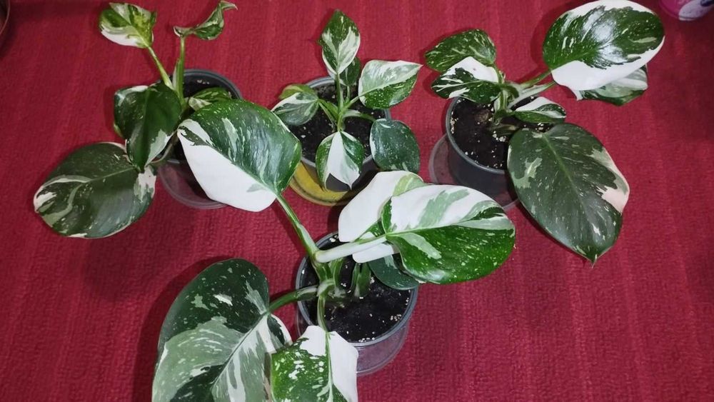 Філодендрон WHITE WIZARD Marble