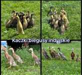 Kaczki biegusy indyjskie